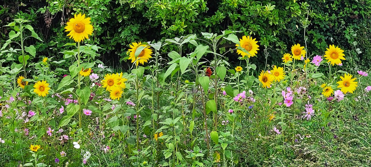 hikersimage's tweet photo. Happy #SundayYellow 🌻
 Have a nice week! https://t.co/1FycnDFVKO