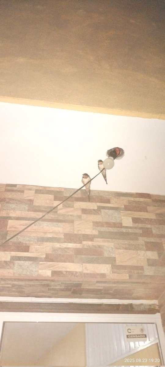 <a href="/LuchoCort/">Rococo</a> <a href="/PoesiaconAmigos/">Poesía con Amigos</a> <a href="/Alex_Tapanes/">Alejandro González Tápanes</a> <a href="/DobleCCalderon/">Carlos Calderón Bravo</a> <a href="/MarceloC61/">Claudio M</a> <a href="/casadellibro/">Casa del Libro</a> <a href="/carmenglsmate/">Carmen</a> <a href="/DiazPimienta/">Alexis Díaz-Pimienta</a> <a href="/Laceracioness/">Emiliana</a> <a href="/XimenaOsorioLo1/">Ximena 🌸</a> <a href="/OscarCantautor/">Oscar Garcia</a> Yo, en lengua castellana
de la que estoy orgulloso
como aquel caballo brioso
de mi raíz Mexicana.
Y que al toque de campana
una décima les rima
vaya con ella mi estima
a todos los escritores
sabiendo son los mejores
¡Viva America Latina!

Décima primorosa