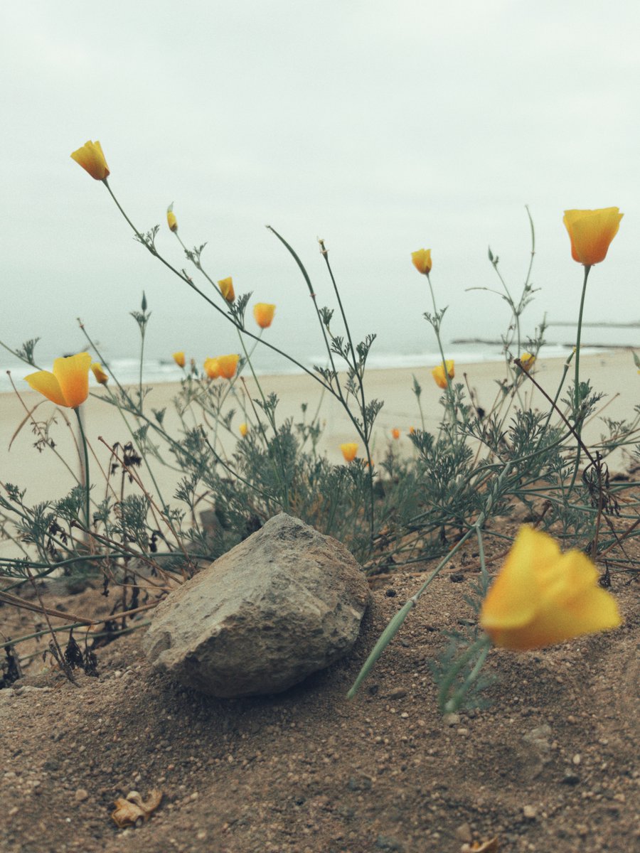 acousticenergy's tweet photo. Sitting alone by the ocean’s shore, surrounded by splashes of color, vibrant yellow flowers at my feet, the sunrise in the distance.  I find myself reflecting on the solitude of this moment.  There’s a quiet sorrow in leaving the past behind, but as the waves whisper of new beginnings, hope begins to bloom within me.  This new chapter is a promise of brighter days ahead, and I’m ready to embrace it with open arms. #NewBeginnings #Hope #journey #OceanReflections
#allgood #blowjobsandcandy