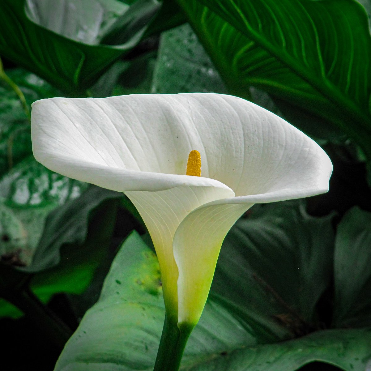BrianDGandy's tweet photo. Let’s see your “White and Beautiful “ photographs. 

Mine: Lilly in Ooty, Tamil Nadu, India. https://t.co/hEQ40wQGMe