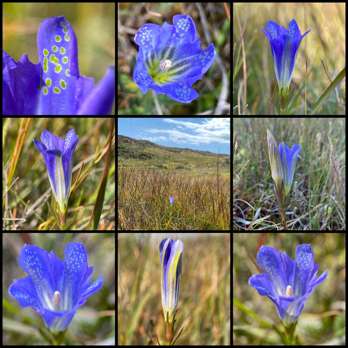 Steve Parsons 💙 (@stevepa46290725) on Twitter photo So excited to find this rare and incredibly beautiful plant for #WildflowerHour #GentianFamily challenge. Marsh Gentians (Gentiana pneumonanthe) in Dorset this weekend 23/8/25 <a href="/wildflower_hour/">wildflowerhour</a> So excited to find this rare and incredibly beautiful plant for #WildflowerHour #GentianFamily challenge. Marsh Gentians (Gentiana pneumonanthe) in Dorset this weekend 23/8/25 <a href="/wildflower_hour/">wildflowerhour</a>