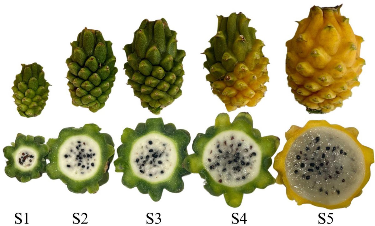 HortiPlant's tweet image. #TIH
Study tracks yellow pitaya fruit development: size, antioxidants, phenolics &amp;amp; minerals increase, while key enzymes drive softening. A promising exotic functional food. 
@MaximumAcademic @ThePlantCell #Pitaya #FoodScience
Details: maxapress.com/article/doi/10…