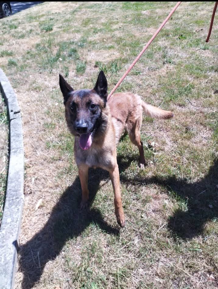 20320Vero's tweet image. SOS euthanasie ⚠️ ⚠️ ⚠️ Lewis sera euthanasié le mercredi 27/08 ⚠️⚠️⚠️ Recherche association avec famille d&apos;accueil ou adoptant pour lui sauver la vie ⚠️ Karolyn PA 06 32 66 14 72
facebook.com/share/19TCrXBW…