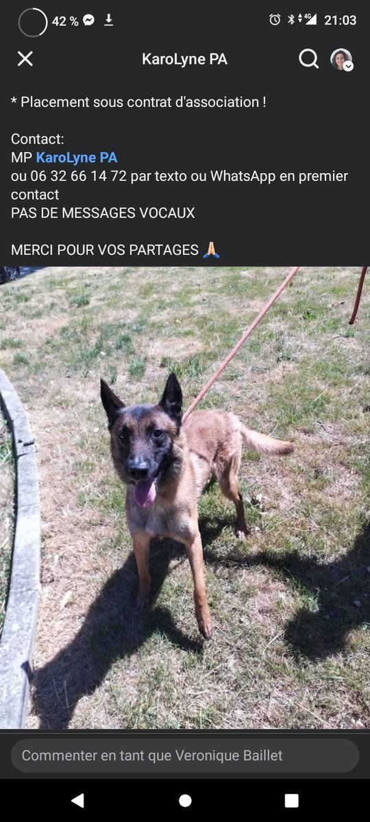 20320Vero's tweet image. SOS euthanasie ⚠️ ⚠️ ⚠️ Lewis sera euthanasié le mercredi 27/08 ⚠️⚠️⚠️ Recherche association avec famille d&apos;accueil ou adoptant pour lui sauver la vie ⚠️ Karolyn PA 06 32 66 14 72
facebook.com/share/19TCrXBW…