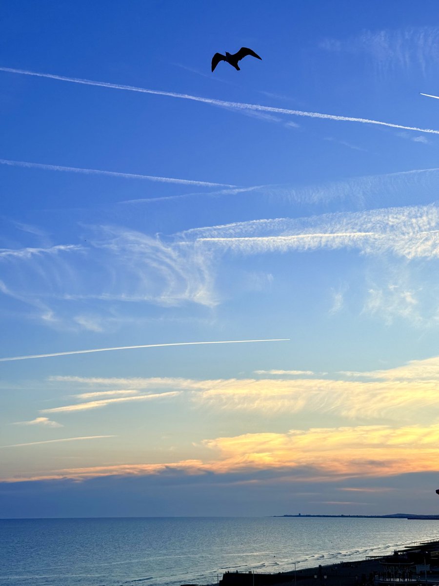 #Brighton sunset. #UsualSeagull.