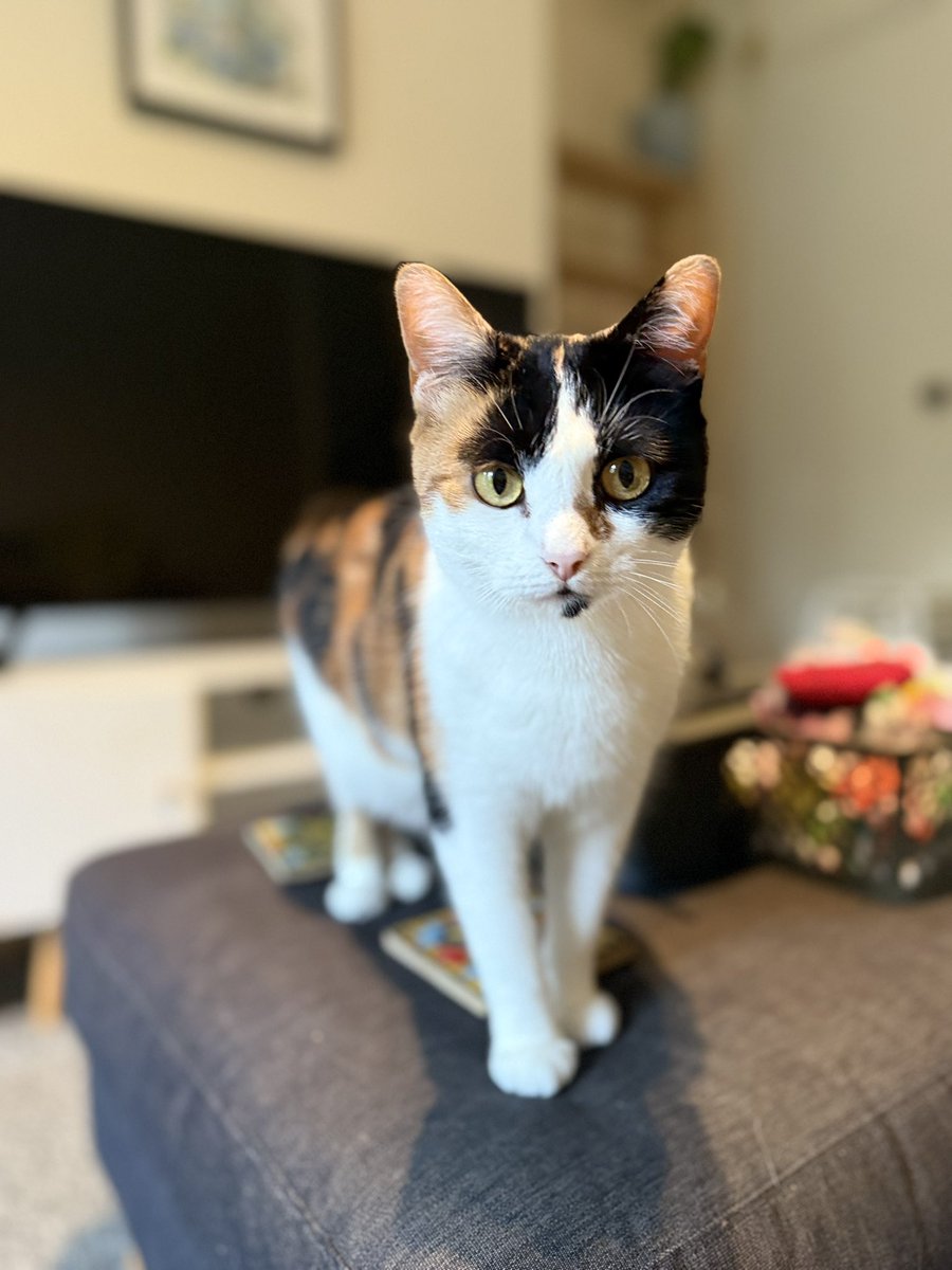 moseleymeows's tweet photo. We’ve had a wonderful bank holiday weekend looking after some of our special kitty clients in Birmingham. They’re such a gorgeous bunch! 😻

#brumhour #catsofbirmingham #cats #catsitting #birmingham https://t.co/xHEJVnZ5I1