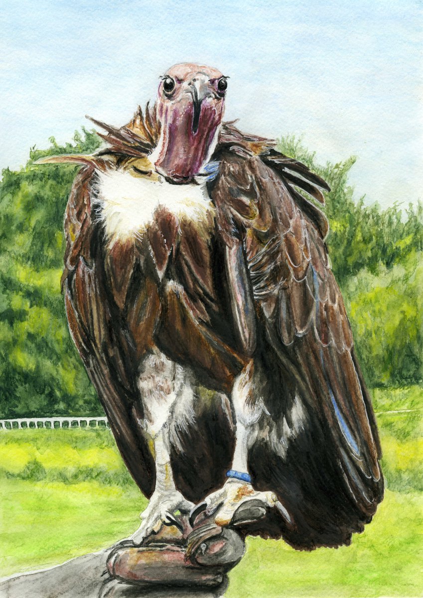 Lymphoma Lass (@lymphomalass) on Twitter photo Some great news! Thanks to Michelle & Christian Ewen of <a href="/WriteonTimeUK/">Write on Time UK</a> 's hard work, The News and Star, Yahoo and MSN have shared about the raffling of my portrait of Gonzo the hooded vulture at <a href="/LakesWildlife/">Lakes Wildlife Park</a> to help African vultures!
... Some great news! Thanks to Michelle & Christian Ewen of <a href="/WriteonTimeUK/">Write on Time UK</a> 's hard work, The News and Star, Yahoo and MSN have shared about the raffling of my portrait of Gonzo the hooded vulture at <a href="/LakesWildlife/">Lakes Wildlife Park</a> to help African vultures!
...