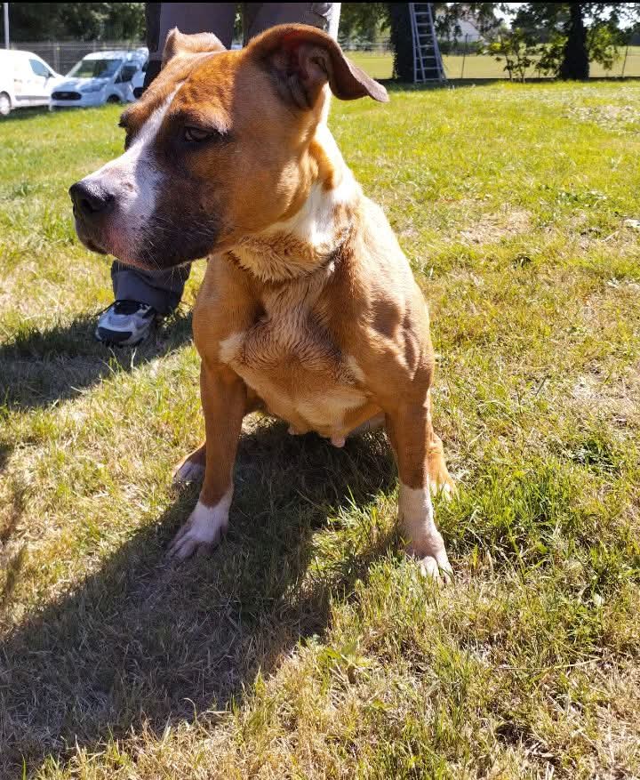 20320Vero's tweet image. SOS euthanasie prévue le mercredi 27 août ⚠️⚠️⚠️⚠️⚠️Gaya pour sortir de la fourrière en Ile de France a besoin d&apos;une association avec famille d&apos;accueil ou d&apos;un adoptant au plus vite. Merci de partager ⚠️⚠️⚠️⚠️