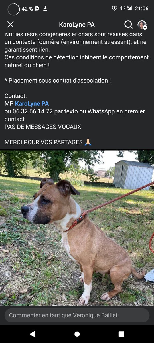 20320Vero's tweet image. SOS euthanasie prévue le mercredi 27 août ⚠️⚠️⚠️⚠️⚠️Gaya pour sortir de la fourrière en Ile de France a besoin d&apos;une association avec famille d&apos;accueil ou d&apos;un adoptant au plus vite. Merci de partager ⚠️⚠️⚠️⚠️