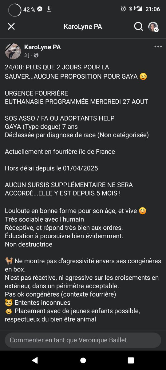 20320Vero's tweet image. SOS euthanasie prévue le mercredi 27 août ⚠️⚠️⚠️⚠️⚠️Gaya pour sortir de la fourrière en Ile de France a besoin d&apos;une association avec famille d&apos;accueil ou d&apos;un adoptant au plus vite. Merci de partager ⚠️⚠️⚠️⚠️
