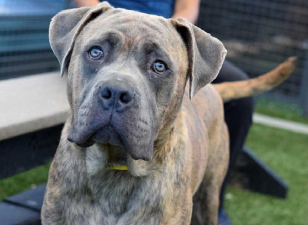 Breaks my heart 2 say that dear
💔Houdini💔 is gone !

He deserved so much more! 
His life mattered + he'll never be forgotten. 

Fly high dear angel
We loved you😢💔