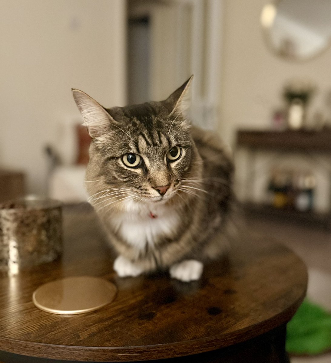 This new coffee table is meant for me, right? I fit perfectly!