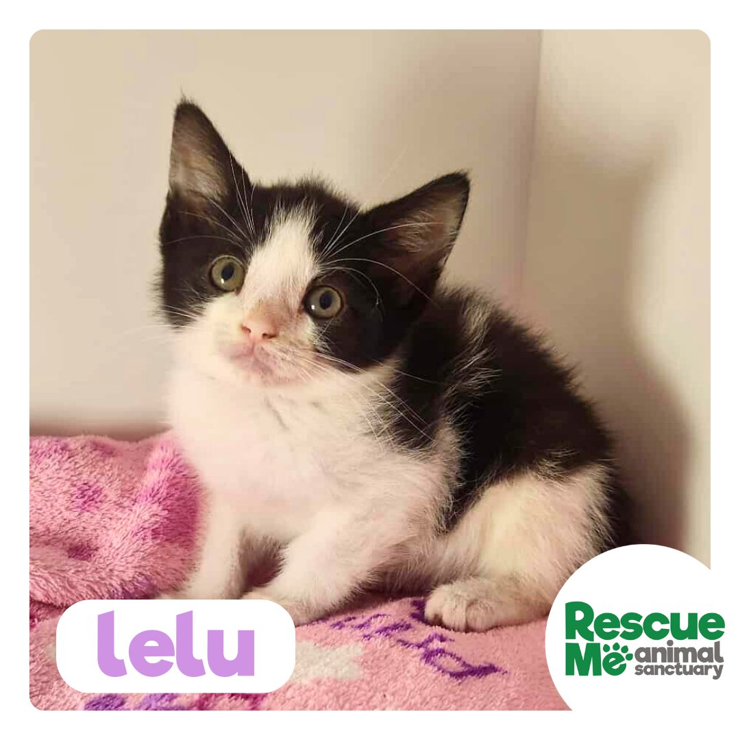 rescuemeanimal's tweet image. Lelu is the last of her litter to find her forever home... She's also the smallest but is FULL of personality 🥰 Call 07952017696 for adoption enquiries #bankholidayweekend #Liverpool #AdoptMe #kittenlove