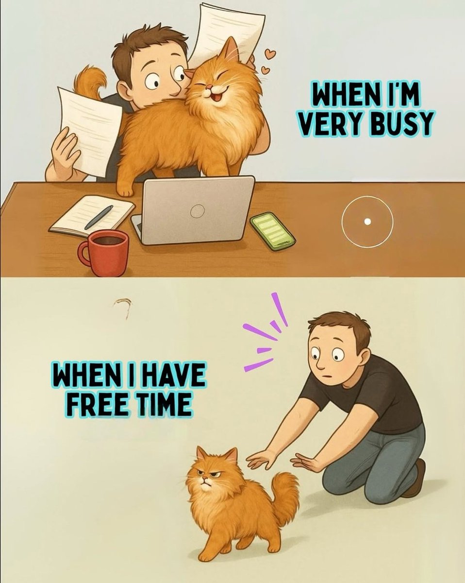 catsareblessing's tweet photo. https://t.co/z4EgKVWOtJ
