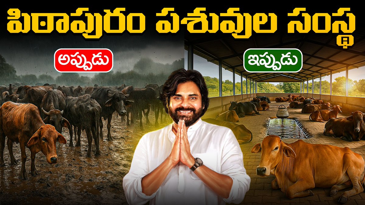 HarshaJSP1995's tweet image. youtu.be/H6LIl9ATZXE

Before Vs After Pithapuram Cattle Organization Center ⚡️

@JanaSenaParty @PawanKalyan