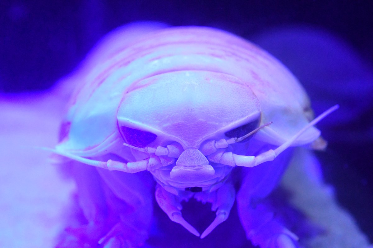 NIMAIGAI-HOTATE tweet media