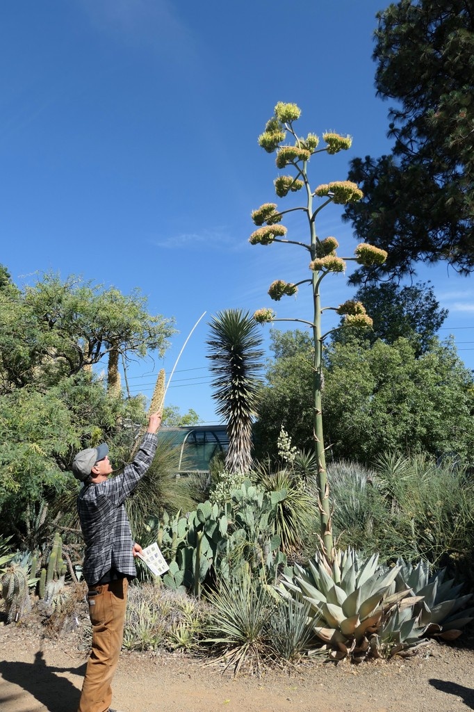 Celebrate Brian Kemble’s (Curator) 45th year at the Ruth Bancroft Garden with a special tour where he’ll share stories from the Garden’s early days, his prized hybrids, and insights from decades of experience. 

Get tickets: ruthbancroftgarden.org/event/garden-t…