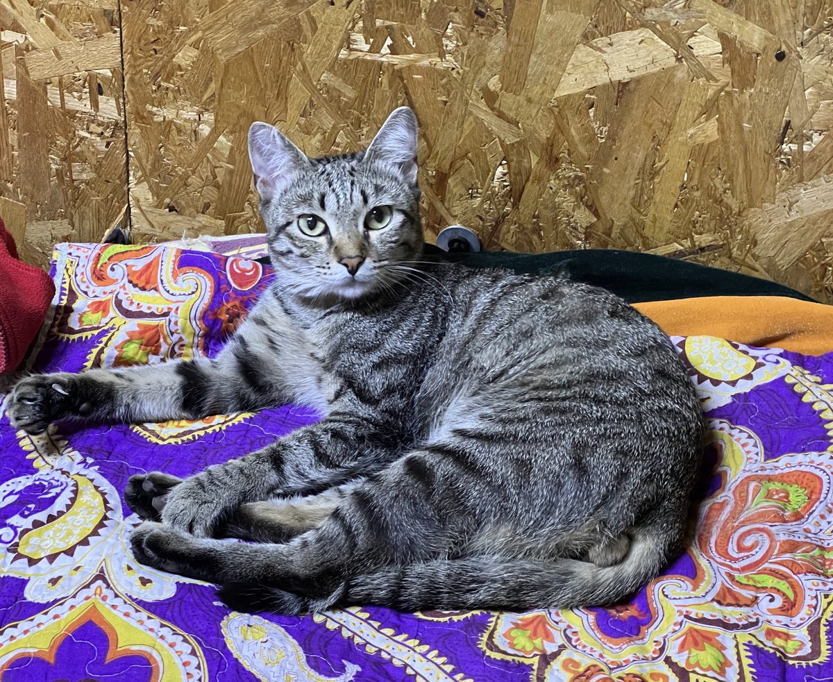 Вот такое лупоглазовое теперь живёт на работе. Забрали у какого-то изверга, который его бил