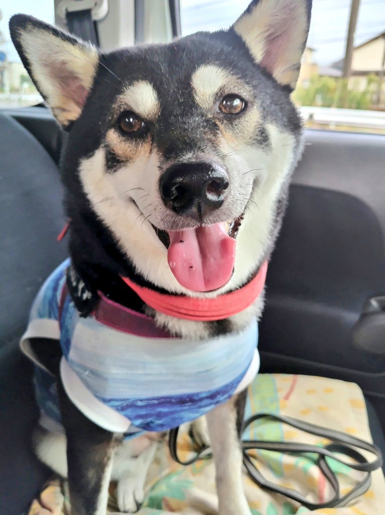 yipo121's tweet image. 毎日暑すぎるよね。
ここ1週間、ずっーと体温超え。