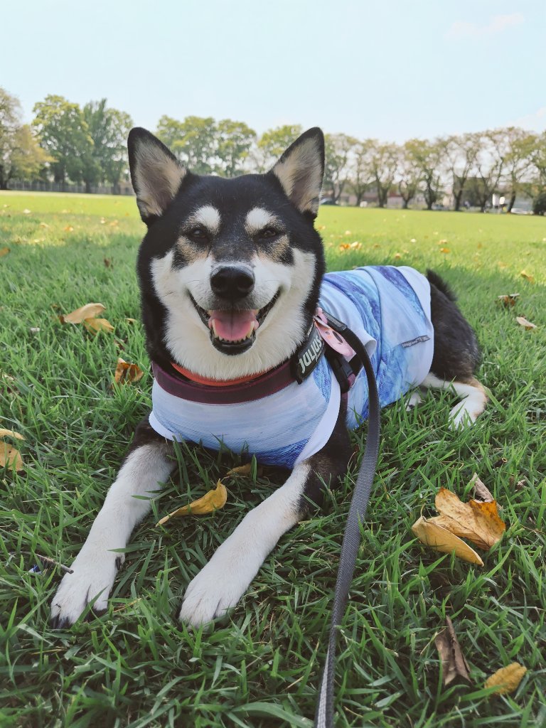 yipo121's tweet image. 毎日暑すぎるよね。
ここ1週間、ずっーと体温超え。