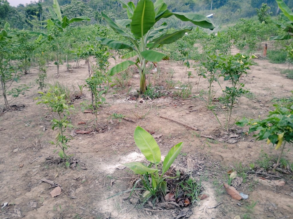 jhon petrus (@tariganjhon) on Twitter photo 