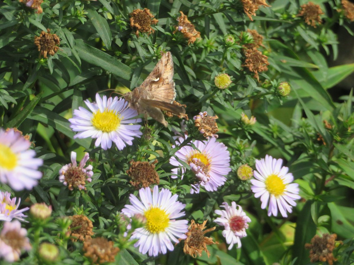 Alasdair Gordon Esq. tweet media