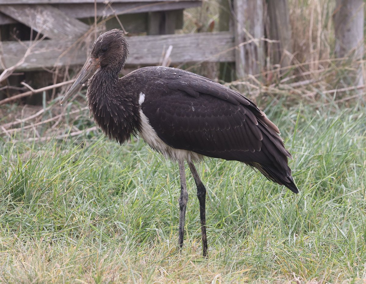 In contrast to the Fan-tailed Warblers the Boyton Black Stork could not have showed closer, literally down to almost touching distance