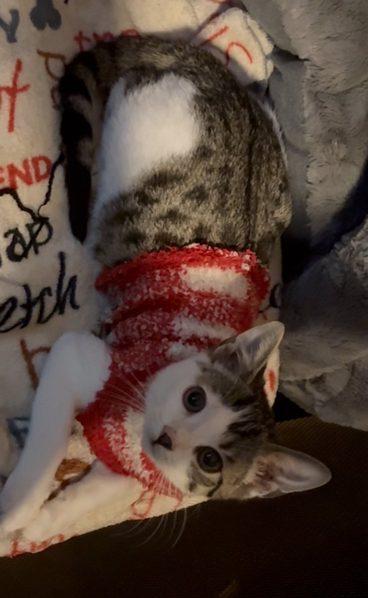 It’s actually a sock i made into a sweater for him , he’s a little to fat for it though 🤍