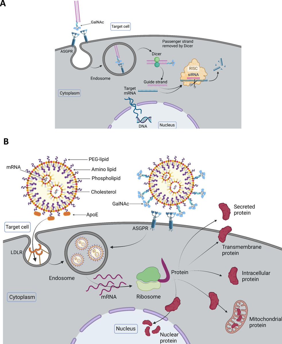 Gut Journal (@gut_bmj) on Twitter photo #GUTImages from the #RecentAdvancesInBasicScience paper by Fontanellas et al entitled
"RNA-based therapies in liver metabolic diseases" via
bit.ly/4mOBG1Z
#GUTRecentAdvancesInBasicScience <a href="/CIMA_unav/">Cima Universidad de Navarra</a> @CIBERehd #GUTImages from the #RecentAdvancesInBasicScience paper by Fontanellas et al entitled
"RNA-based therapies in liver metabolic diseases" via
bit.ly/4mOBG1Z
#GUTRecentAdvancesInBasicScience <a href="/CIMA_unav/">Cima Universidad de Navarra</a> @CIBERehd