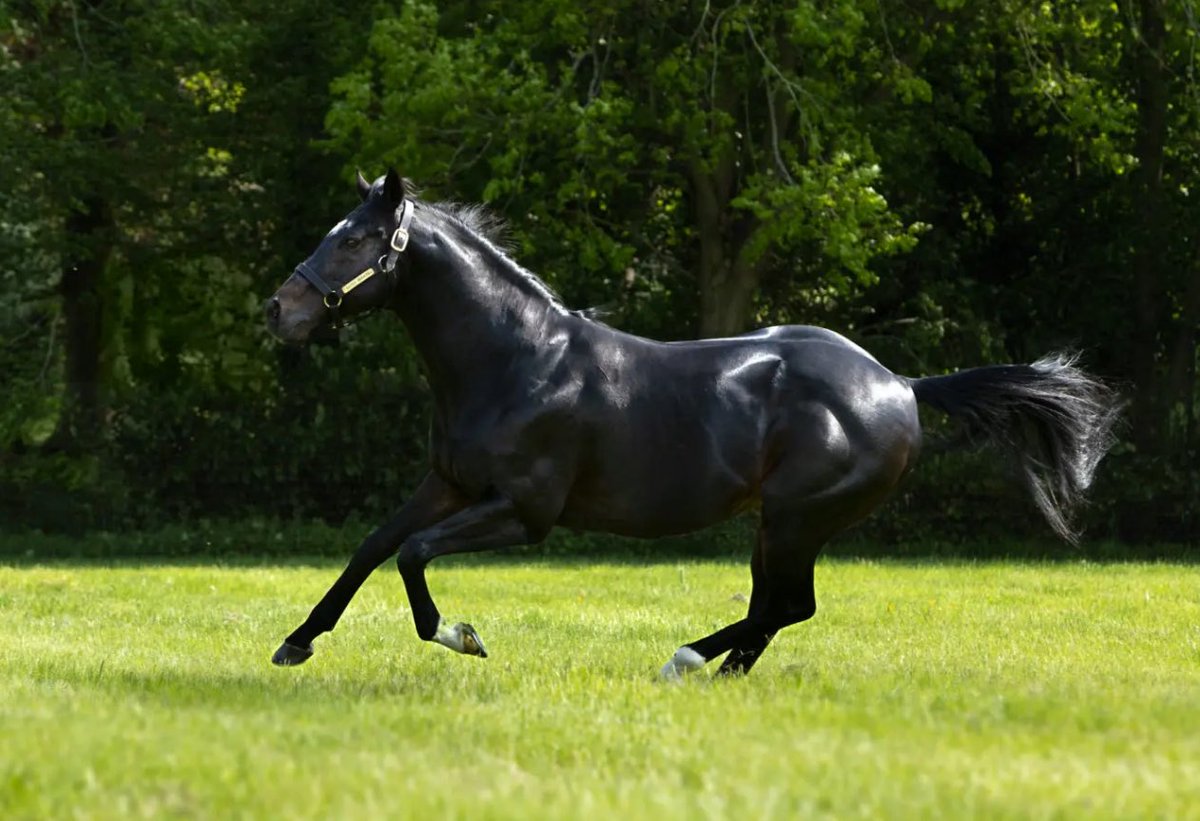 Juddmonte tweet media