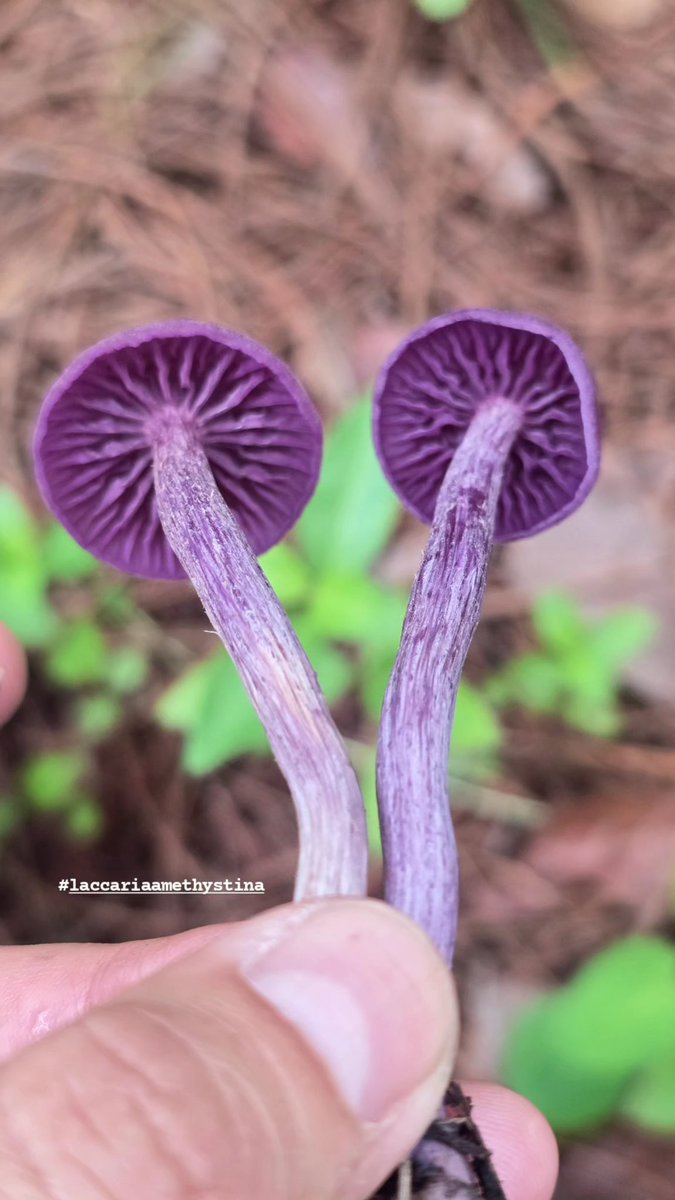 María José 🍄👁️✨ tweet media
