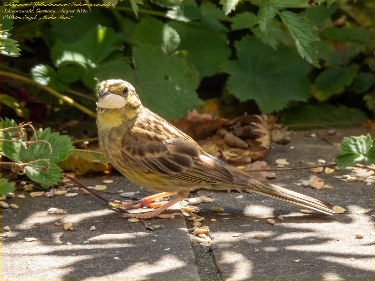 Merlinmaus's tweet image. It's fledgeling time again! While the Yellowhammers have their 2. breeding, their youngsters are up and about in our Garden
🇩🇪Junge &amp;amp; Papa-Goldammern 
#birds #BirdLovers #TwitterNatureCommunity #NaturePhotography #birdwatching