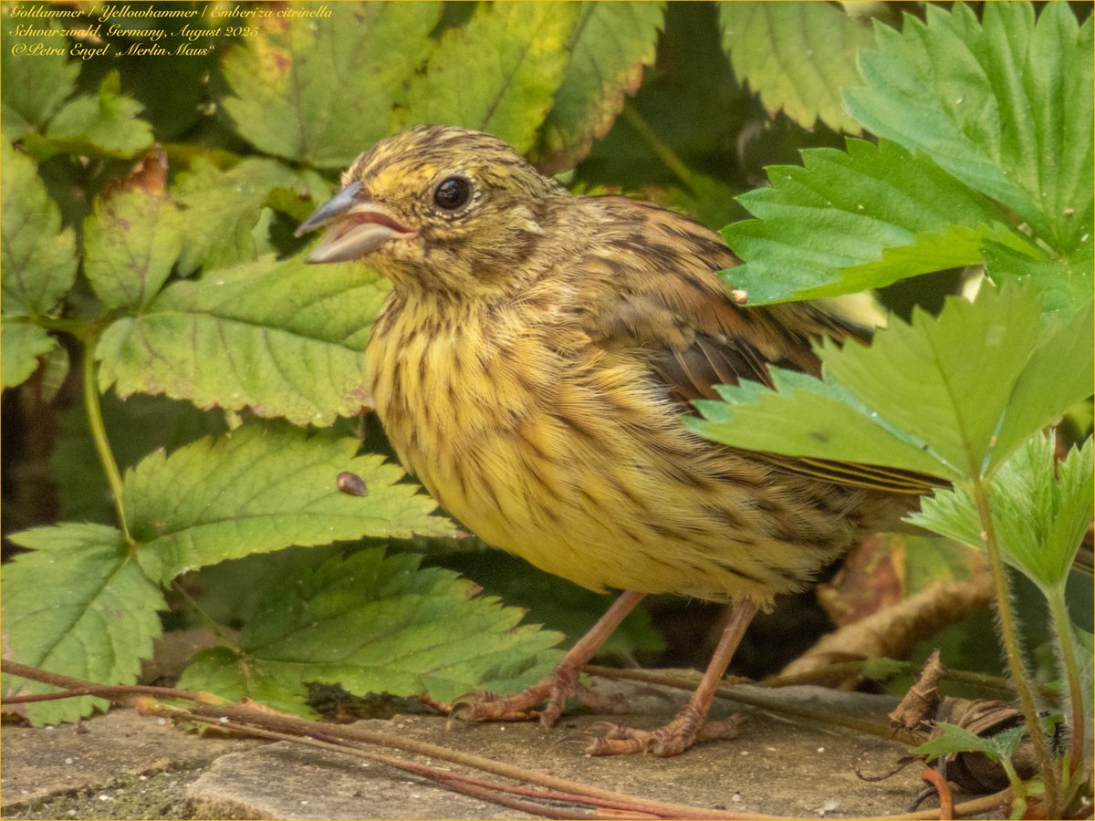 Merlinmaus's tweet image. It's fledgeling time again! While the Yellowhammers have their 2. breeding, their youngsters are up and about in our Garden
🇩🇪Junge &amp;amp; Papa-Goldammern 
#birds #BirdLovers #TwitterNatureCommunity #NaturePhotography #birdwatching