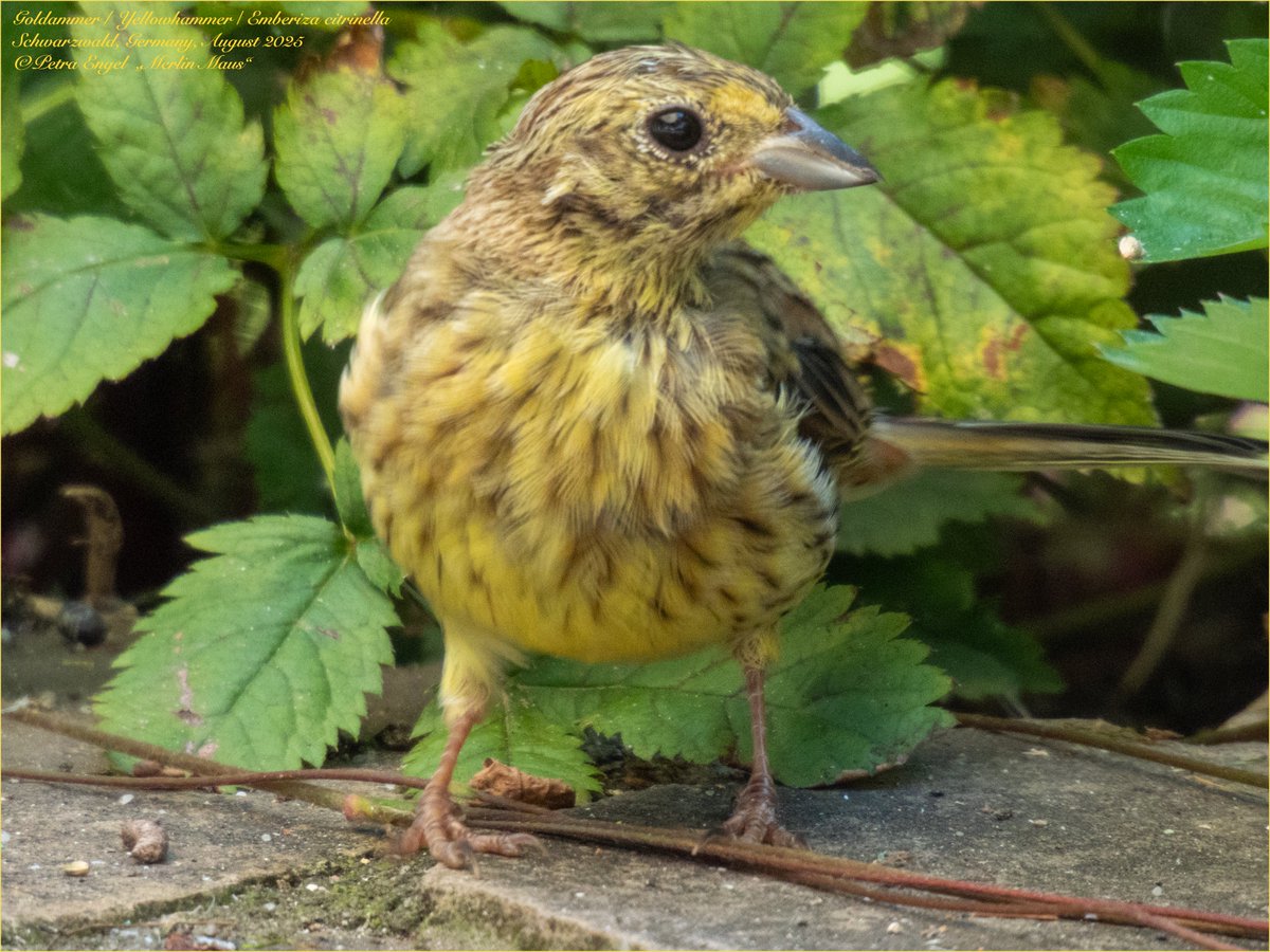 Merlinmaus's tweet image. It's fledgeling time again! While the Yellowhammers have their 2. breeding, their youngsters are up and about in our Garden
🇩🇪Junge &amp;amp; Papa-Goldammern 
#birds #BirdLovers #TwitterNatureCommunity #NaturePhotography #birdwatching