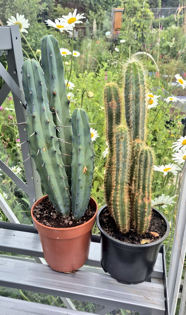 lovely_plot's tweet image. Some serious growth on my cacti after bringing them into my greenhouse on the 26th of May 🌵😍