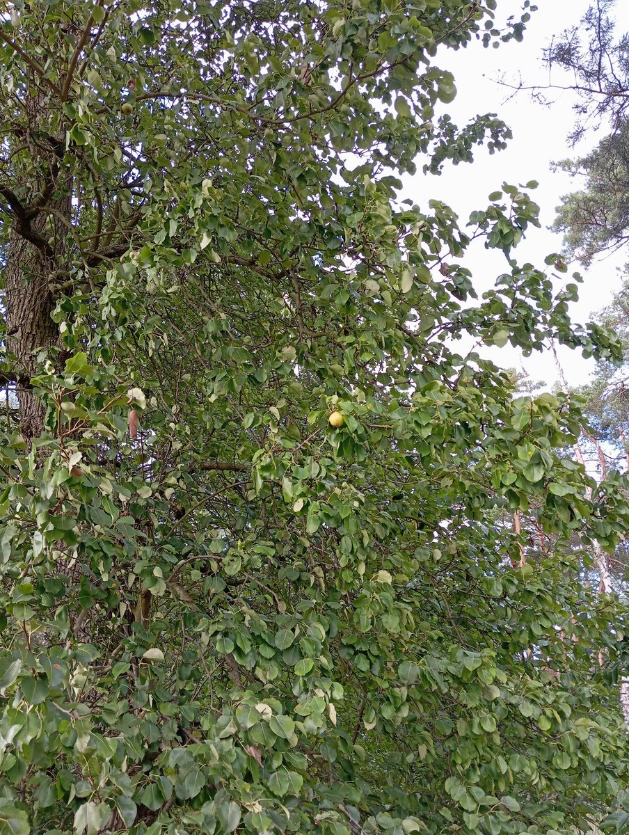 sk_bright17's tweet photo. Herr Ribeck zu Ribeck im Havelland...
Zwar bin ich nicht in Ribeck, aber im Havelland, der Baum ist sehr alt, die Früchte klein, aber lecker 😋
#Wegzehrung #Waldleben https://t.co/7seZHTi8Es