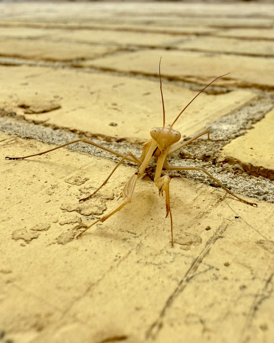 Do mantis really eat hummingbirds? Has anyone seen it?