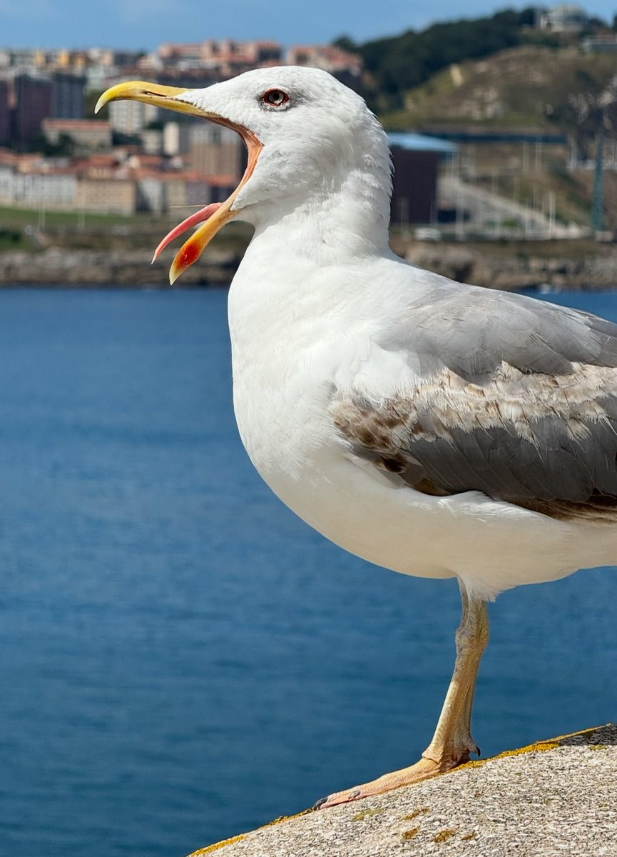 J M Pérez Ríos tweet media