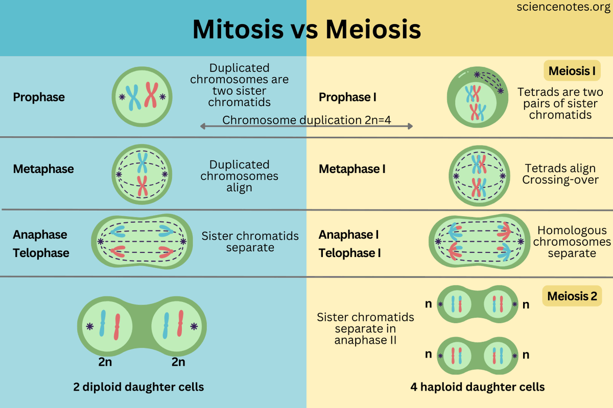 Abortion lovers will Argue that any time a Sperm or Egg cell dies that is equivalent to killing a Fetus.

That is asinine on a Biological level. There are two types of cell Division humans do. Almost every cell undergoes Mitosis, it just creates duplicates of the cell.

Egg and