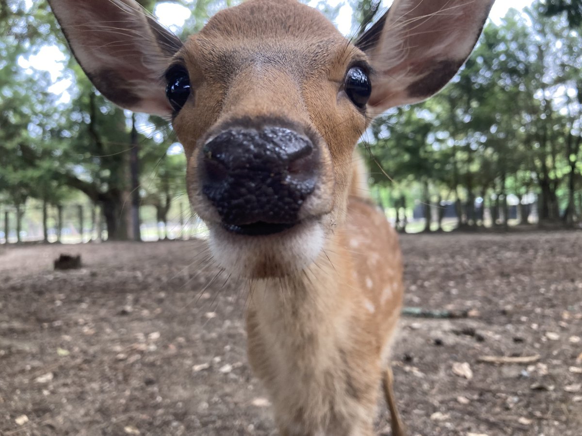 ぽれの撮った鹿可愛すぎませんか？？？？