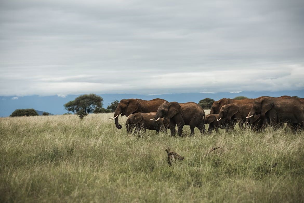 Tarangire National Park feels like the elephants’ kingdom. Majestic families wander beneath towering baobabs, dust swirling with every step. It’s a quieter, more intimate safari  just you, the giants, and the heartbeat of the wild. 🐘 

Ready to experience it for yourself?