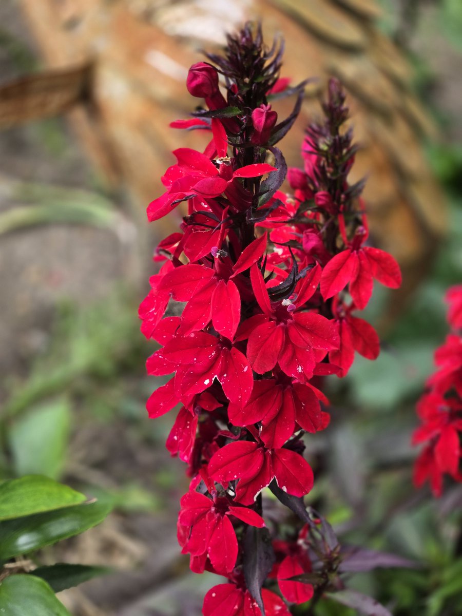 Some colour in the garden