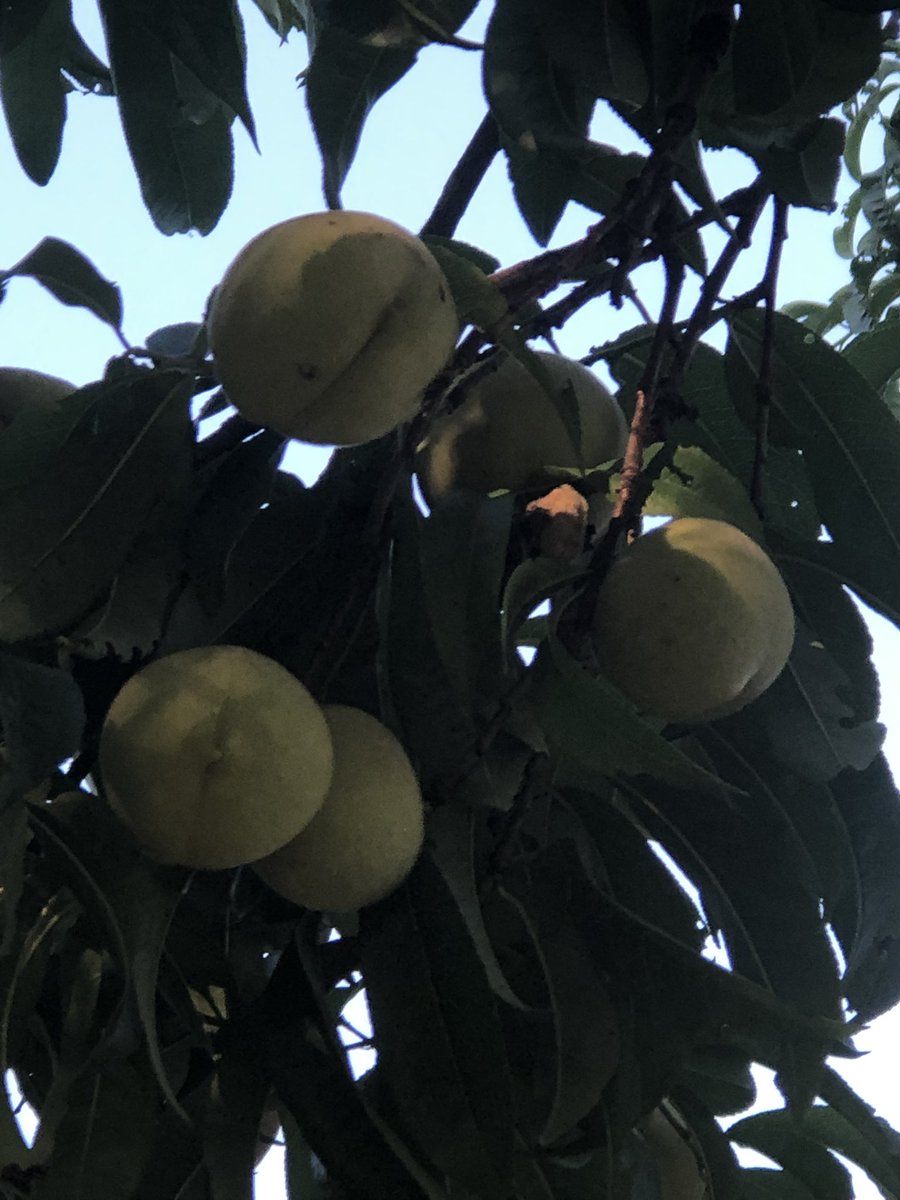 I see peach’s in the very near future. White variety. Very sweet. Makes wonderful jams and jellies. Pies and brandy.