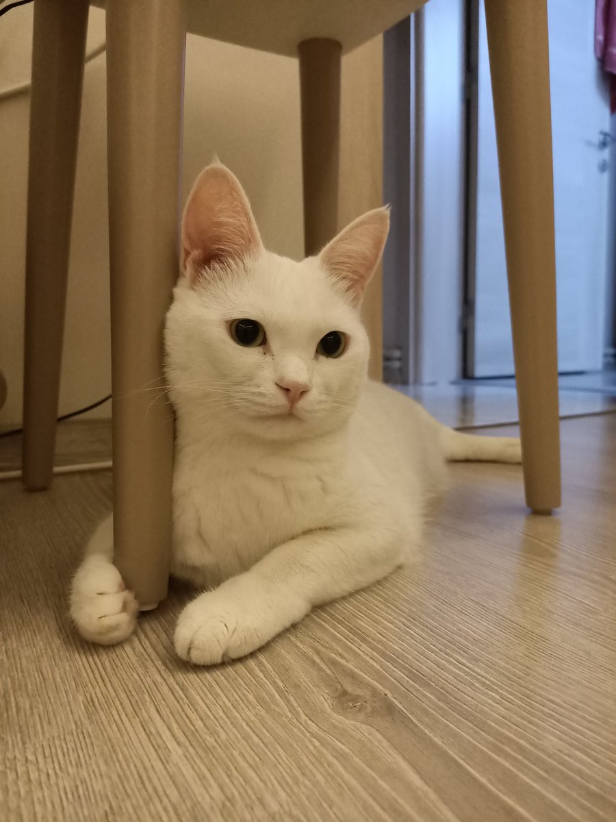 Cahide Kırdar tweet media