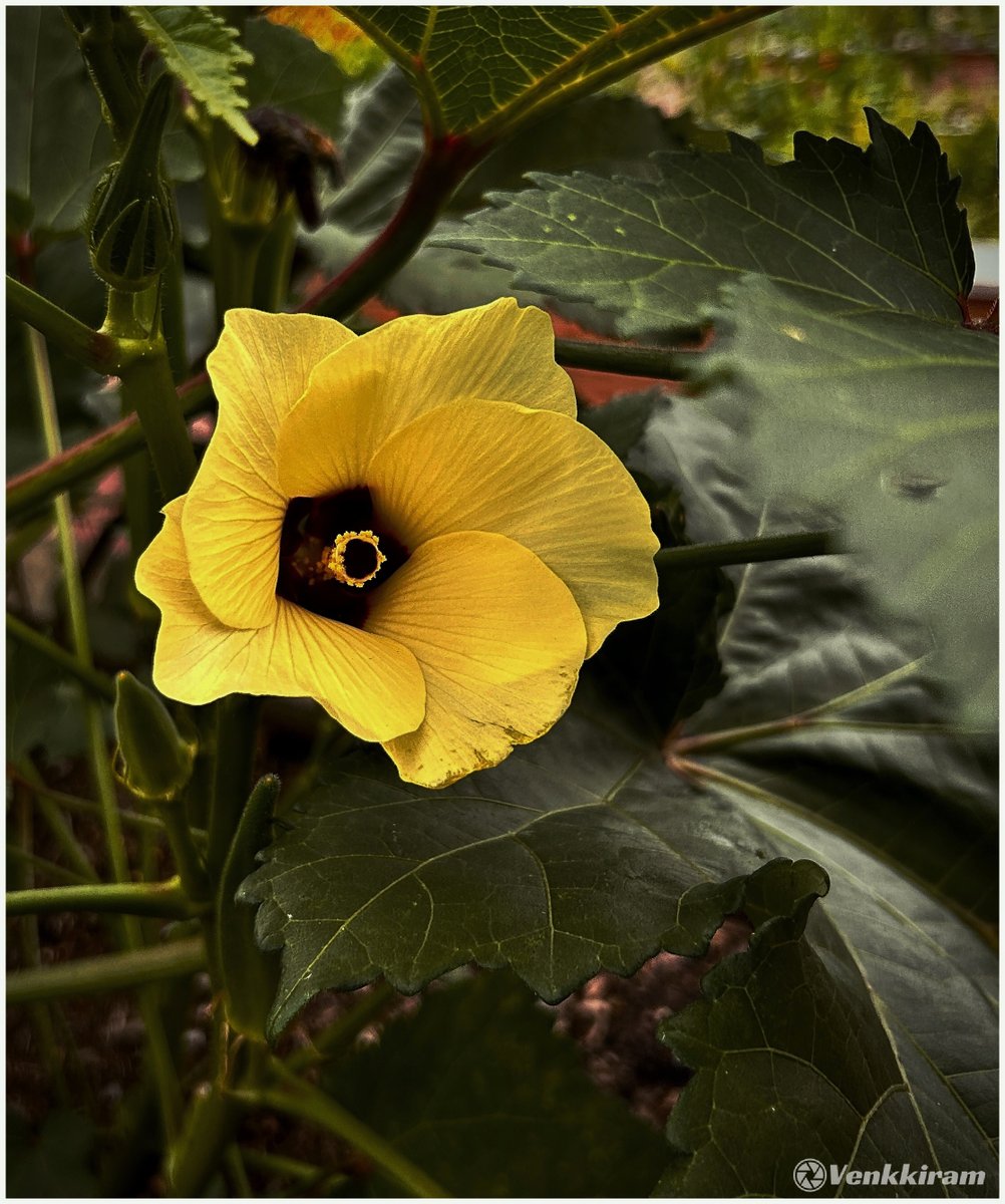 venkkiram's tweet photo. Something yellow?
Mine, 👇
One flower, a thousand sparks of joy 💛🌱
#venkkiclicks #SundayYellow #YellowBloom #GoldenBeauty #GardenVibes #YellowVibes #GreenAndYellow #FlowersOnX #NaturePhotography https://t.co/YyzQpufcXp