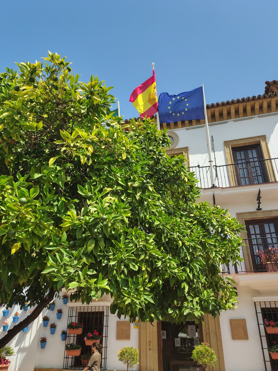 Can you spot the limes on the tree - in old town Marbella?