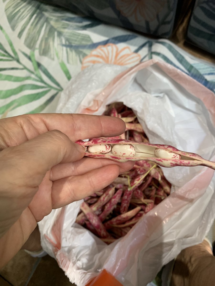 Quem gosta de descascar feijão pode vir me ajudar! Comprei um jacá de bortolli fresco. Vou cozinhar tudo, à italiana, colocar nos potes de vidro e esterilizar (comprei uma autoclave!). Pelo menos o feijão pro inverno tá garantido. E tem a caixa de tomates ... mas é só o começo!