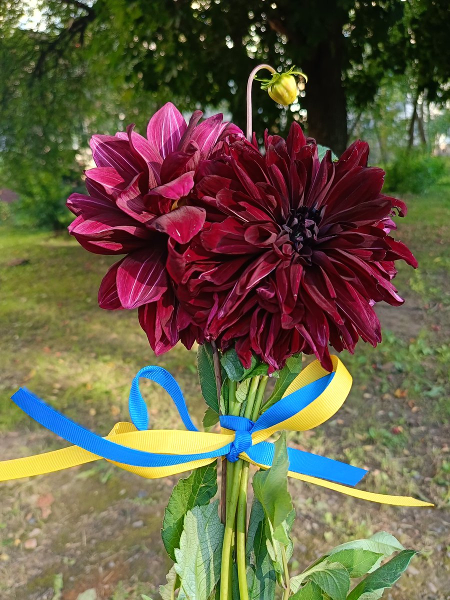 Shtusha_ua's tweet photo. З Днем Незалежності!
Йшла вулицею і вирішила купити букетик. Обрала три жоржини. Красиві! Уже коли відійшла метрів двадцять, побачила оцей бант! Це так гарно!
Напевне треба було повернутися і подякувати https://t.co/WJ6yZkIxI4