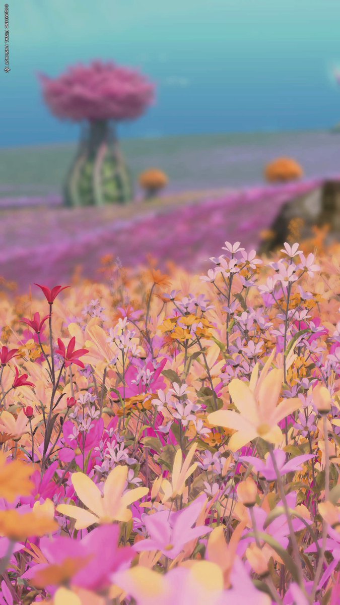 🌼🌺🌱

#FF14風景
