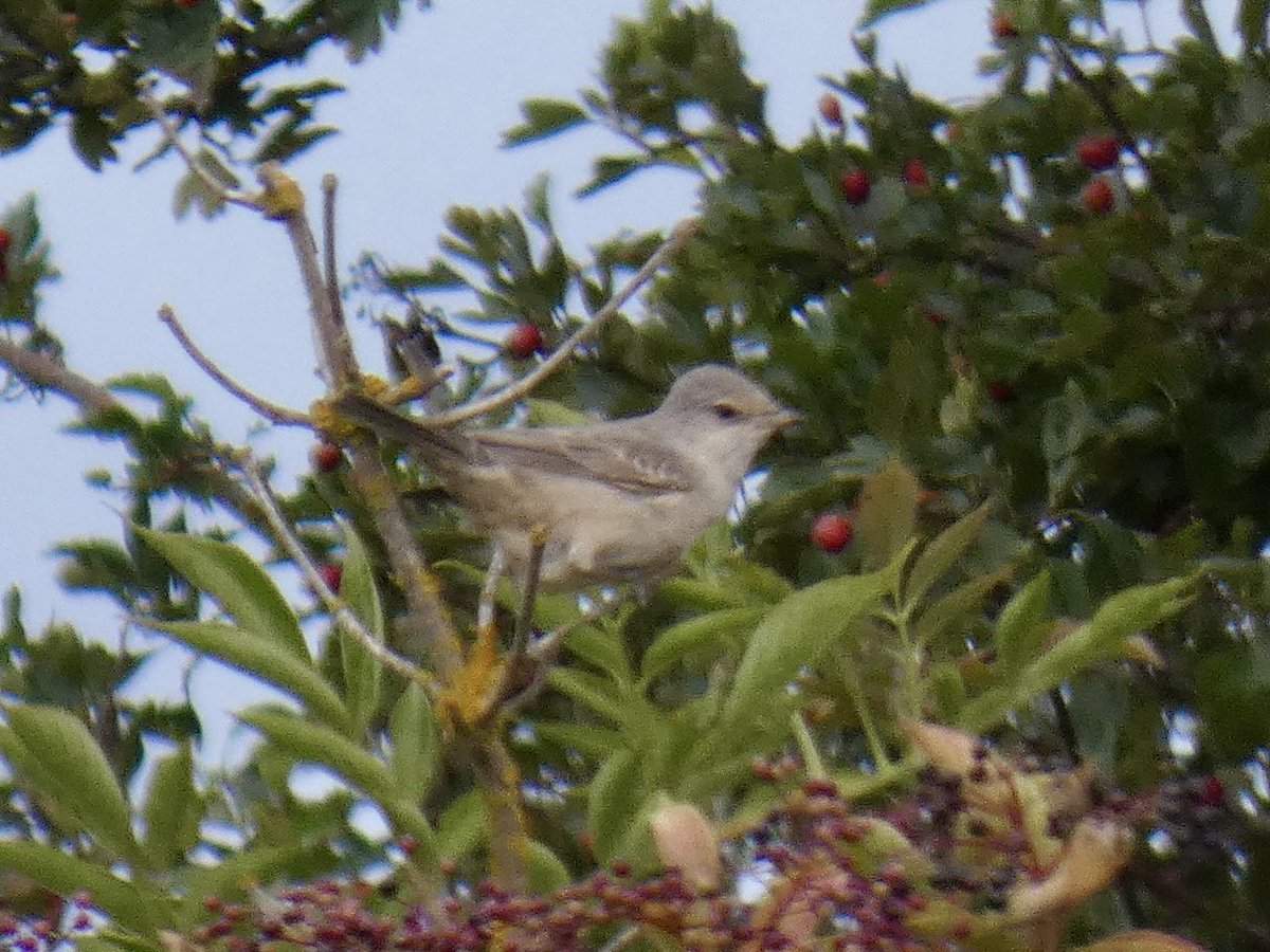 A day up the coast catching up with a friend today. Had my best views so far of Zitting Cisticola at Walberswick despite the rain, then headed to Kessingland. Patience was rewarded when the Barred Warbler was relocated having gone missing for four hours: we had cracking views.